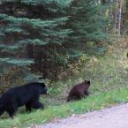 Mother Bear & Cubs
 /   
